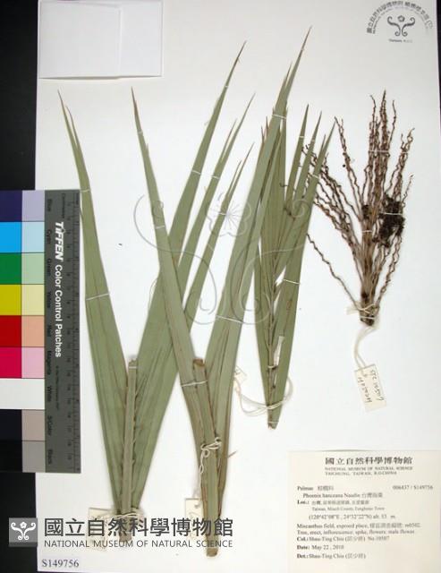 台灣海棗藏品圖，第1張