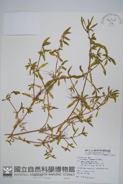 蓮子草藏品圖，第1張