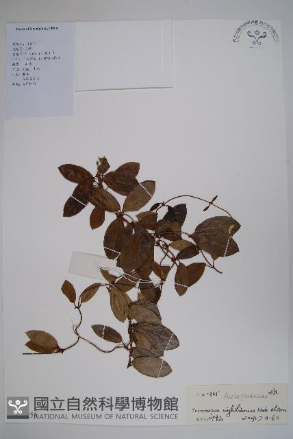 弓果藤藏品圖，第1張