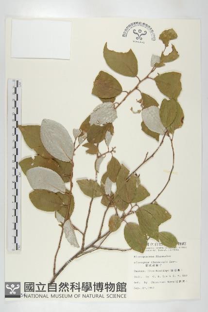 鄧氏胡頹子藏品圖，第1張