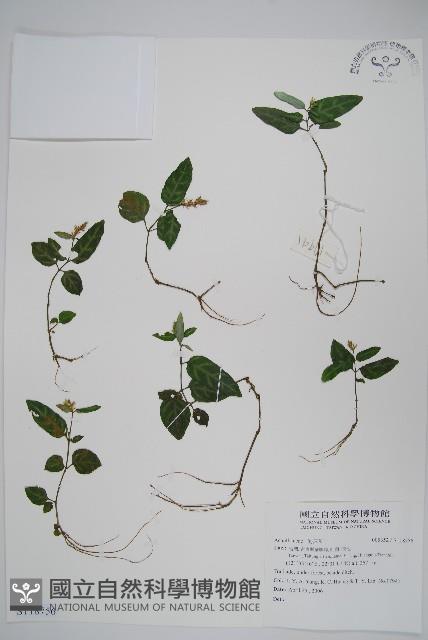 卵葉鱗球花藏品圖，第1張