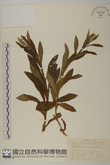 黃腺香青藏品圖，第1張