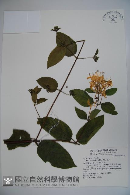 裡白忍冬、紅腺忍冬藏品圖，第1張