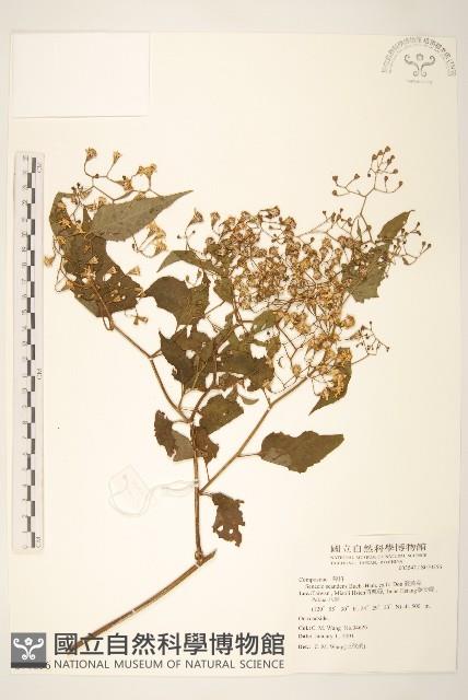 蔓黃菀藏品圖，第1張