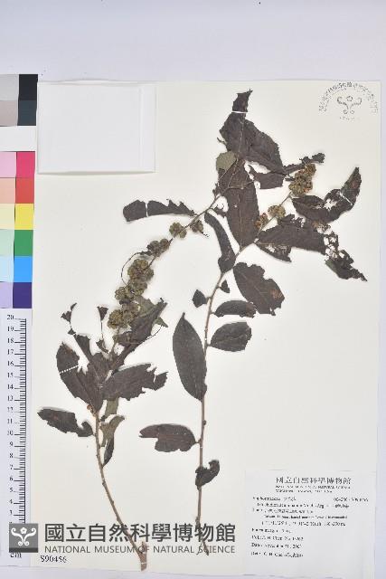 裡白饅頭果藏品圖，第1張