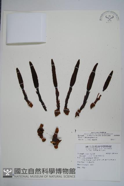 穗花蛇菰藏品圖，第1張