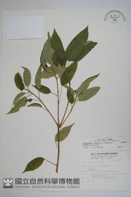 臺灣樹參藏品圖，第1張