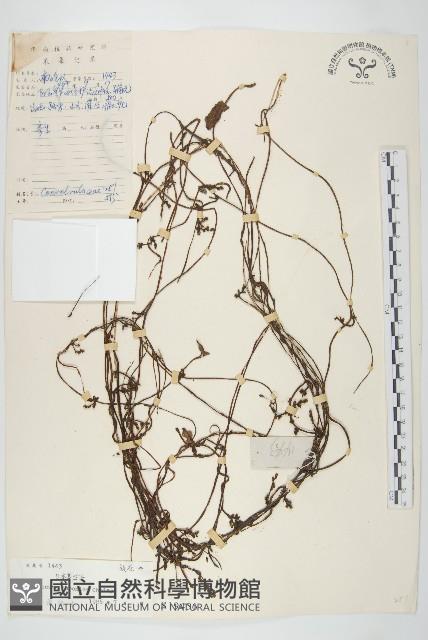 日本菟絲子藏品圖，第1張