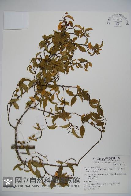 狹葉莢迷藏品圖，第1張