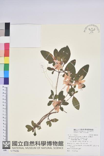 南澳杜鵑藏品圖，第1張