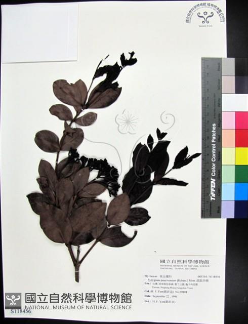 疏脈赤楠藏品圖，第1張