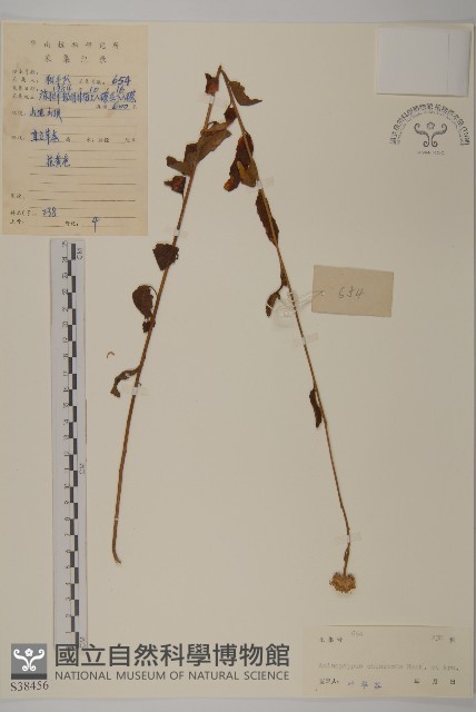 山黃菊藏品圖，第1張