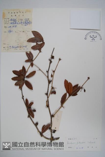 濠豬刺藏品圖，第1張