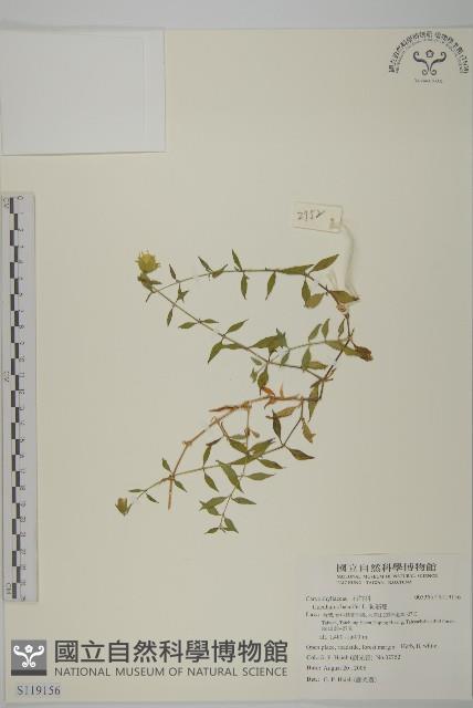 狗筋蔓藏品圖，第1張