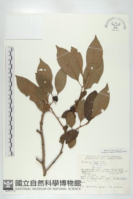 黑棗、君遷子藏品圖，第1張