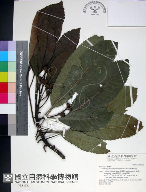 山枇杷、臺灣枇杷藏品圖，第1張