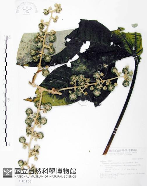 通脫木、通草藏品圖，第1張