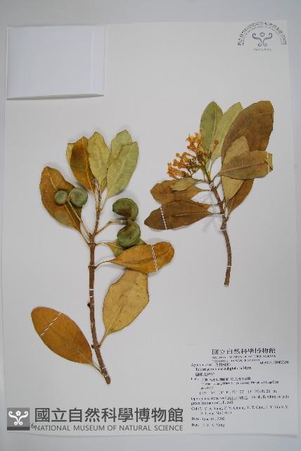 蘭嶼馬蹄花藏品圖，第1張