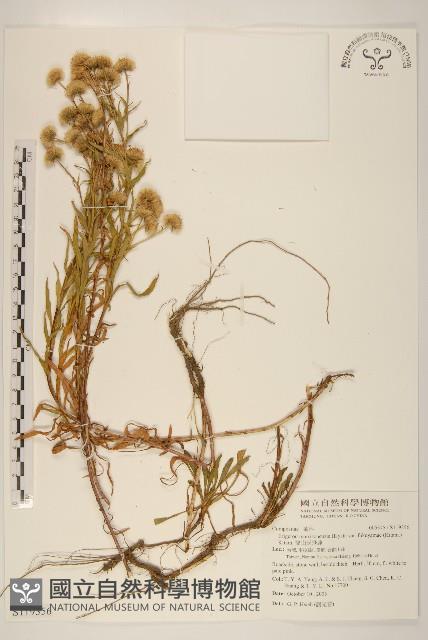 福山氏飛蓬藏品圖，第1張