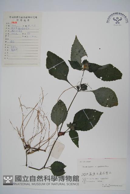 少花馬藍藏品圖，第1張