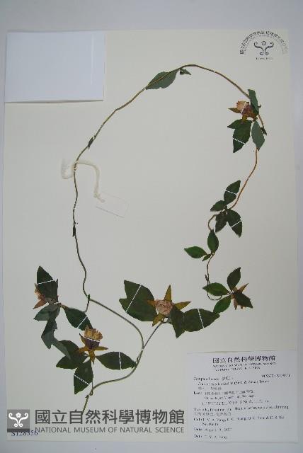 羊乳、四葉參藏品圖，第1張