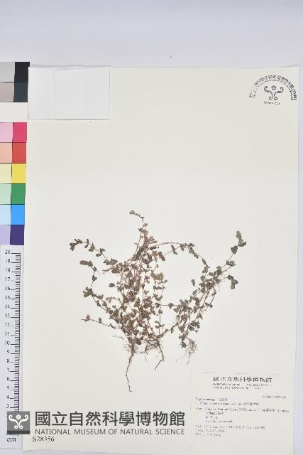 伏生大戟藏品圖，第1張