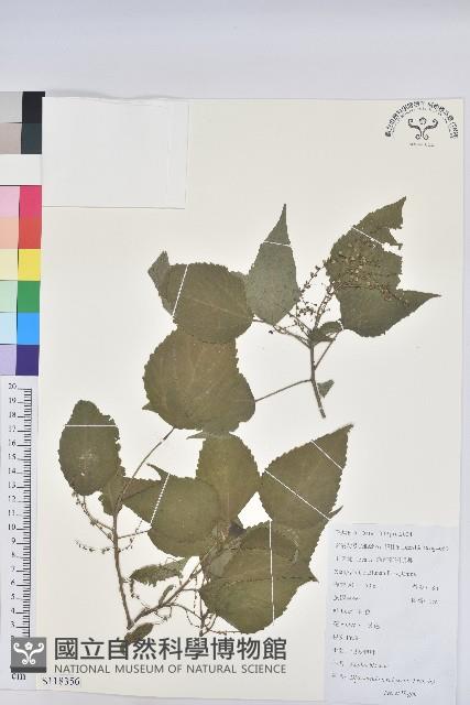 假扎包葉藏品圖，第1張