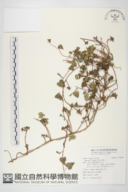 紅花野牽牛藏品圖，第1張