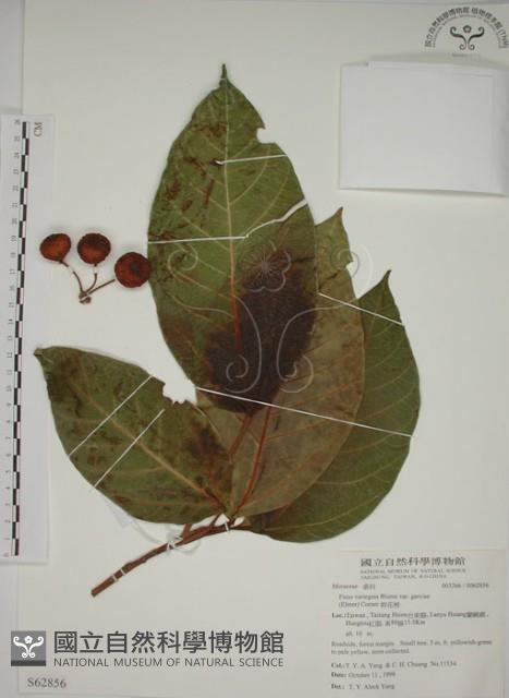 幹花榕藏品圖，第1張