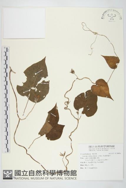 銳葉牽牛藏品圖，第1張