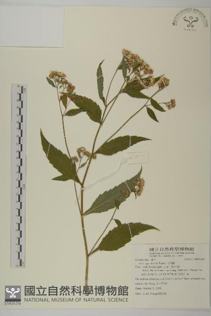 山白蘭藏品圖，第1張