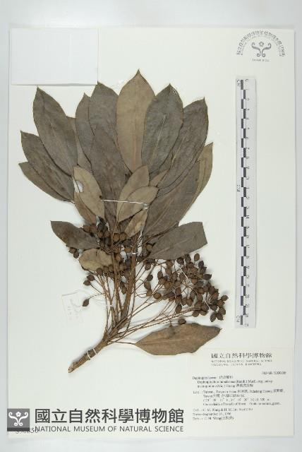 薄葉虎皮楠藏品圖，第1張