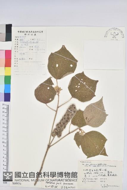 紅葉野桐藏品圖，第1張