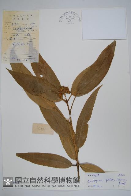 變葉樹參藏品圖，第1張