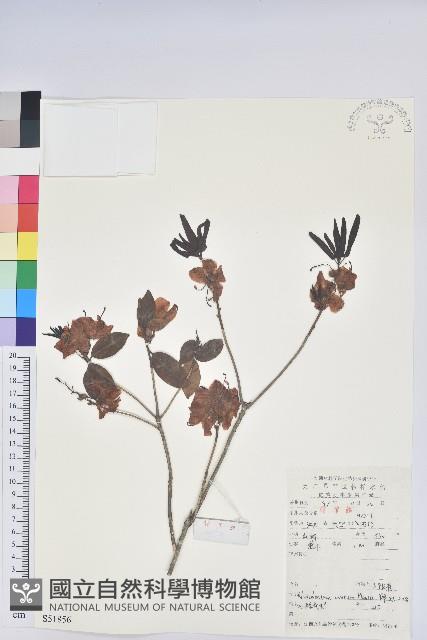 馬銀花藏品圖，第1張