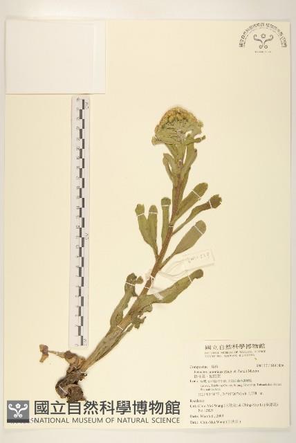 蜂斗菜、蛇頭菜藏品圖，第1張