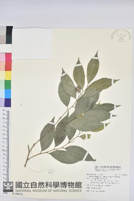 交力坪鐵色藏品圖，第1張