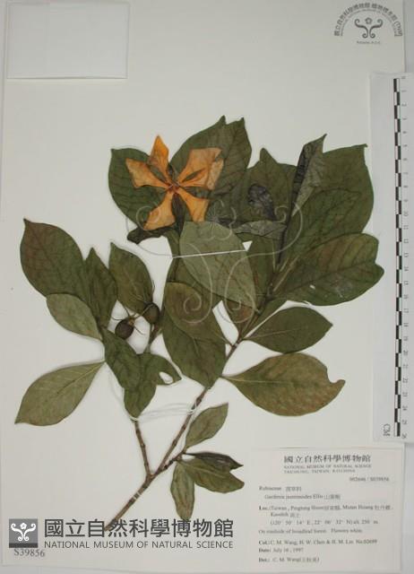 山黃梔藏品圖，第1張