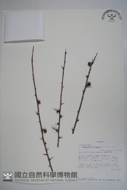 登錄號:S093856藏品圖，第1張