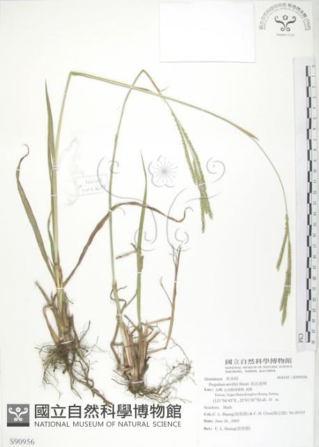 吳氏雀稗藏品圖，第1張