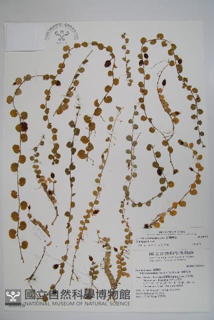 普刺特草藏品圖，第1張