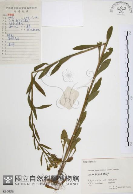 美洲假蓬藏品圖，第1張