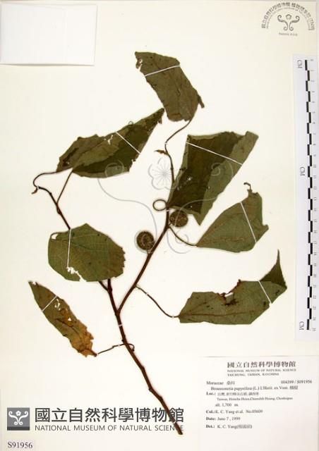 構樹藏品圖，第1張