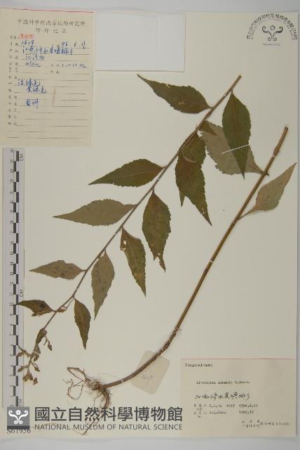 珍珠蒿、奇蒿藏品圖，第1張