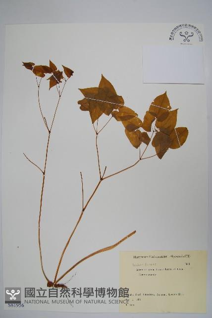 淫羊藿藏品圖，第1張