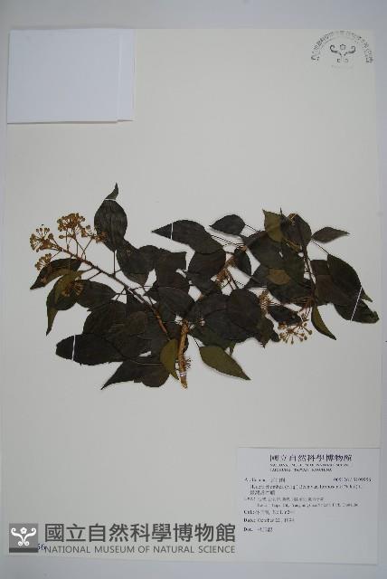 臺灣常春藤藏品圖，第1張