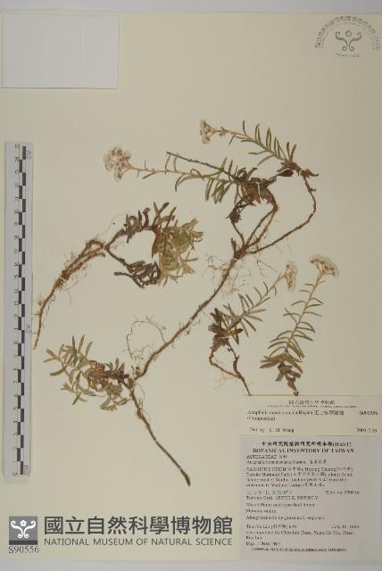 玉山抱莖籟簫藏品圖，第1張