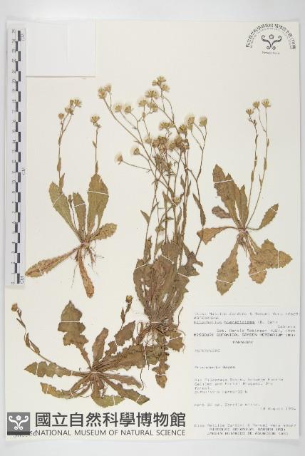 登錄號:S080556藏品圖，第1張