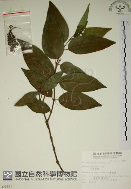 大葉溲疏藏品圖，第1張