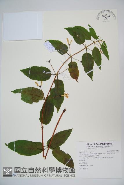 阿里山忍冬、漸尖葉忍冬藏品圖，第1張